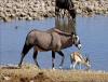 Africa Nature Animals (21)